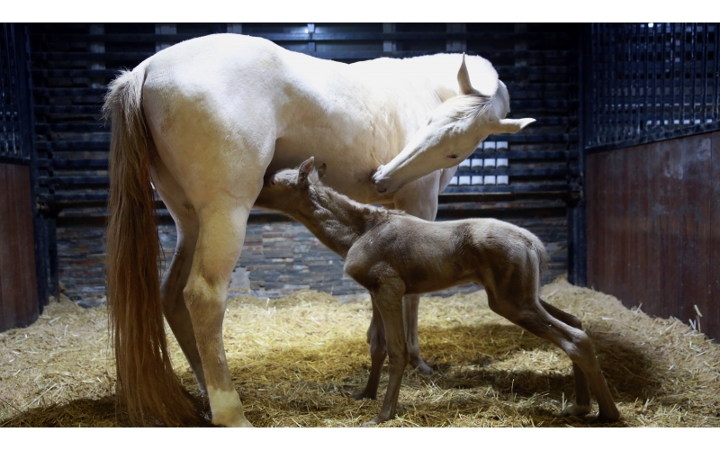 惊喜 | 初次冬天诞生幼汗血马驹！