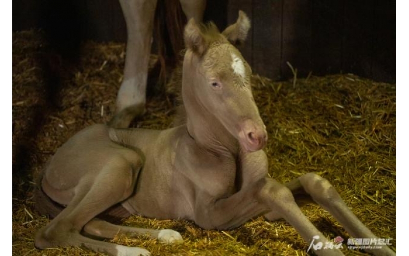 萌萌哒！幼汗血马在乌鲁木齐“赶趟儿”诞生