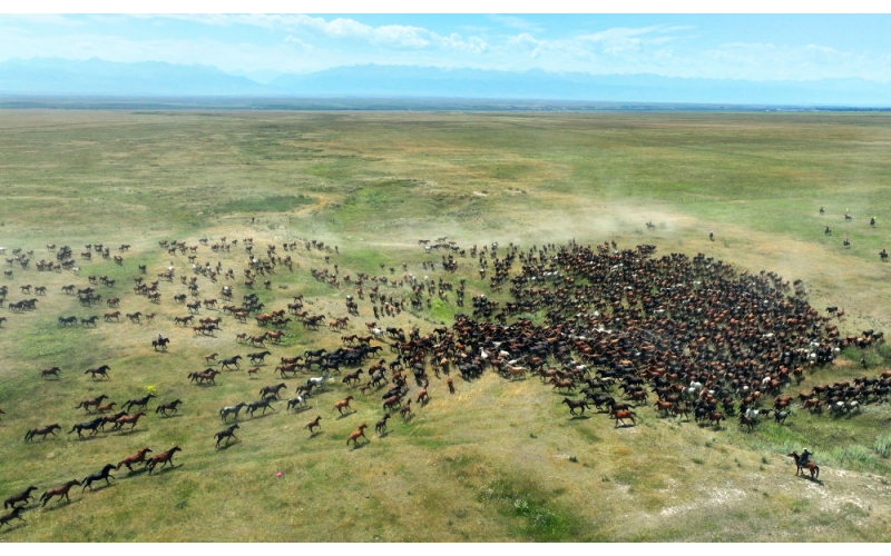 盛夏季节 在新疆昭苏领略万马飞跃
