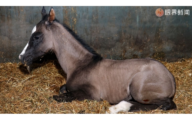 今年乌鲁木齐首匹汗血马诞生